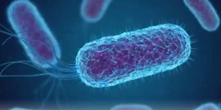 بكتيريا ايكولاي E. coli ترند محركات البحث ومواقع التواصل بعد أزمة إصابات أسوان.. تفاصيل