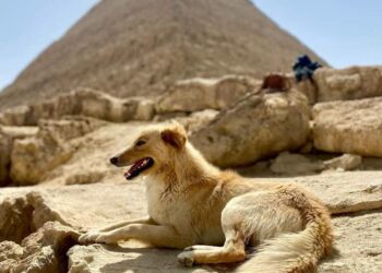 “الجميع يبحث عنه” كلب الهرم يُبهر السوشيال ميديا وينتظر عروضًا فنية .. صحف بريطانيا : كيف تسلل إلى قمة خوفو وواجه الرياح