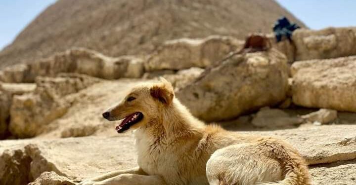“الجميع يبحث عنه” كلب الهرم يُبهر السوشيال ميديا وينتظر عروضًا فنية .. صحف بريطانيا : كيف تسلل إلى قمة خوفو وواجه الرياح