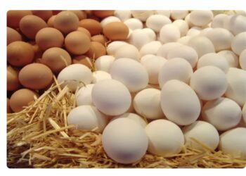 30 مليون بيضة تأتي إلى مصر .. كم التكلفة؟