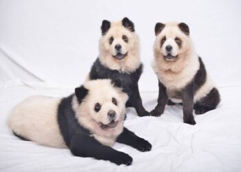 صدق أو لا تصدق ..  “شاهد”حدائق حيوان الصين ترش الكلاب بطلاء لتتحول إلى باندا وتستعين بأسماك آلية