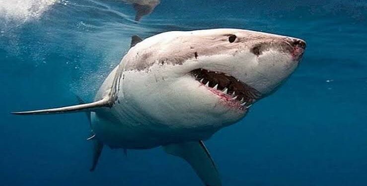 مقتل سائح وإصابة آخر في هجوم قرش بمرسى علم .. والبيئة تعلق على الحادث