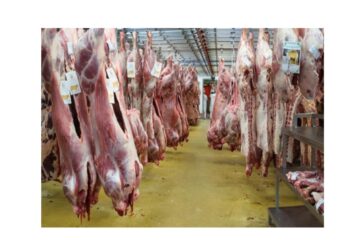  ارتفاع مفاجئ بأسعار اللحوم العالمية بعد انخفاضها 3 شهور.. ما القصة؟  