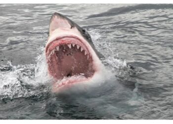 وثيقة سرية : تهريب ضخم لأموال بشار الأسد من سوريا إلى روسيا