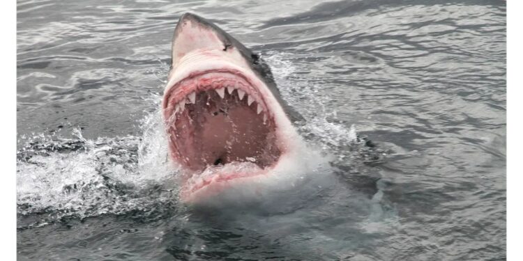 وثيقة سرية : تهريب ضخم لأموال بشار الأسد من سوريا إلى روسيا