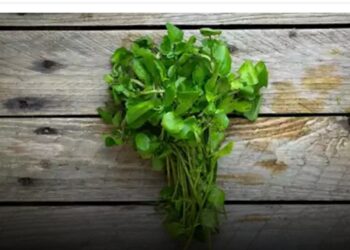 هل يؤدي الجرجير إلى أضرار صحية؟ القصة الكاملة