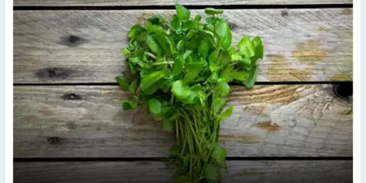 هل يؤدي الجرجير إلى أضرار صحية؟ القصة الكاملة