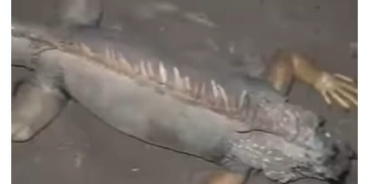 شوف .. ظهور إيجوانا في مصر .. ما القصة؟ | فيديو