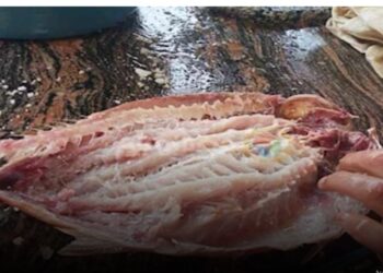 ماذا قال صلاح عبد الله عن انهياره خلال جنازة سليمان عيد؟