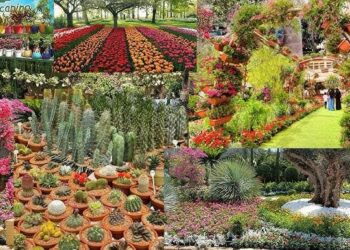 وزارة الزراعة : تمديد معرض “زهور الربيع” حتى نهاية شهر مايو الجاري