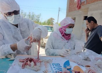 الزراعة : تحصين أكثر من 4.5 مليون طائر منذ بداية العام .. وسحب أكثر من 36 ألف عينة من 16 ألف مزرعة دواجن