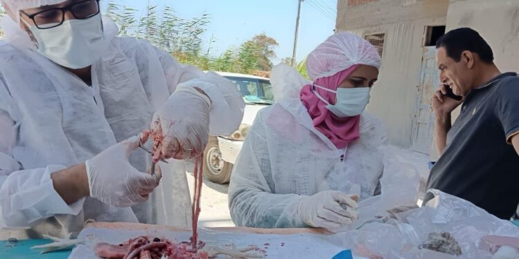 الزراعة : تحصين أكثر من 4.5 مليون طائر منذ بداية العام .. وسحب أكثر من 36 ألف عينة من 16 ألف مزرعة دواجن