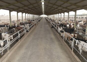 بنك الطعام يطلق صكوك الأضحية للعام العشرين على التوالي لدعم الأسر الأكثر احتياجاً