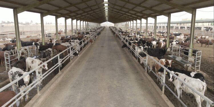 بنك الطعام يطلق صكوك الأضحية للعام العشرين على التوالي لدعم الأسر الأكثر احتياجاً