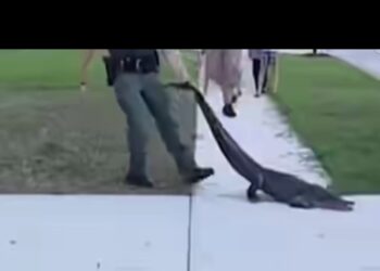 شوف شرطة فلوريدا تصطاد التماسيح في الشوارع 