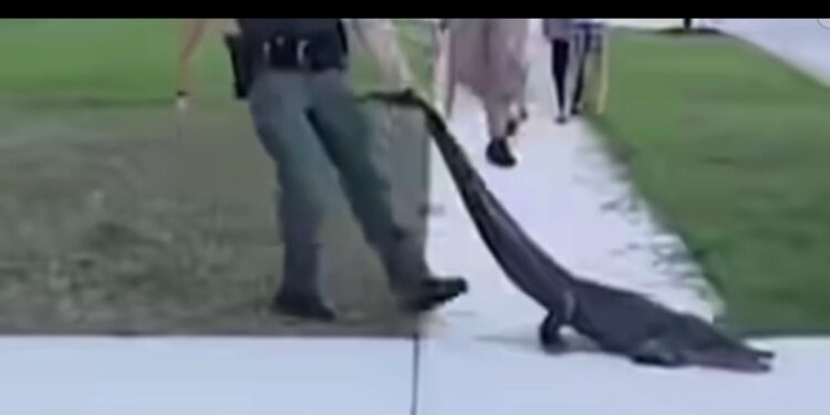 شوف شرطة فلوريدا تصطاد التماسيح في الشوارع 