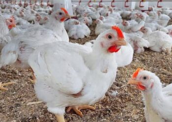 مظلومة بالشائعات وهي بطلة الموائد.. الفراخ البيضاء في عيون العلم