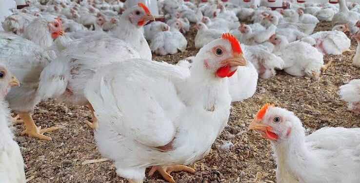 مظلومة بالشائعات وهي بطلة الموائد.. الفراخ البيضاء في عيون العلم