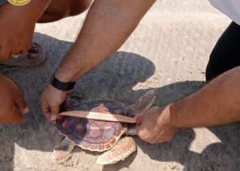 وزارة البيئة تعيد سلحفاة مهددة بالانقراض إلى محمية أشتوم الجميل