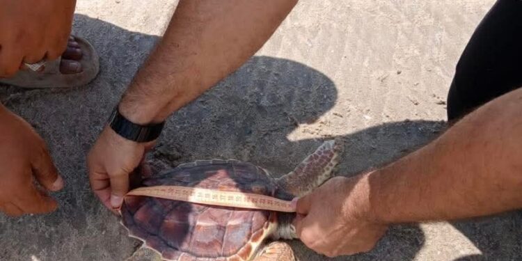 وزارة البيئة تعيد سلحفاة مهددة بالانقراض إلى محمية أشتوم الجميل