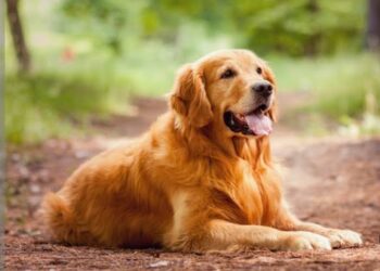 كيف تفضل الكلاب أصحابها على أنفسها؟ .. قدرات استثنائية