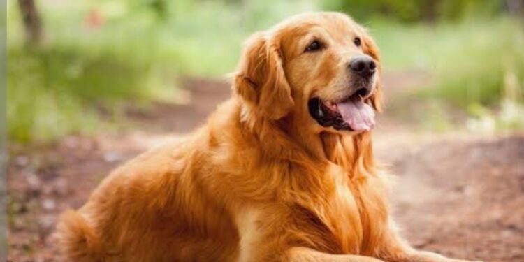 كيف تفضل الكلاب أصحابها على أنفسها؟ .. قدرات استثنائية