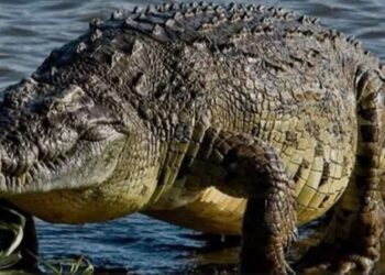 تماسيح بحيرة ناصر.. بين الواقع البيئي والفرص الاقتصادية المفقودة