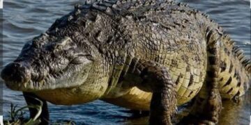 تماسيح بحيرة ناصر.. بين الواقع البيئي والفرص الاقتصادية المفقودة