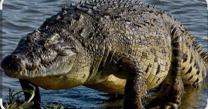 تماسيح بحيرة ناصر.. بين الواقع البيئي والفرص الاقتصادية المفقودة