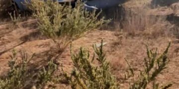 نيويورك تايمز: هل تحارب مصر الآن ميليشيا الإمارات بالسودان؟