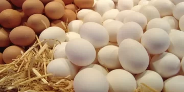 أسباب انهيار سعر البيض في مصر.. القصة الكاملة
